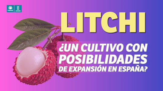 Miniatura Litchi noviembre 2025